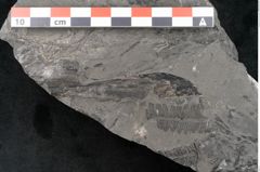 Foto (Detailansicht) von Asterocarpus meriani Br. (NHMW-GEO-2024-0188-10493)